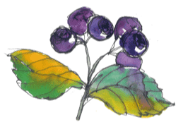 Aronia Beeren Illustration